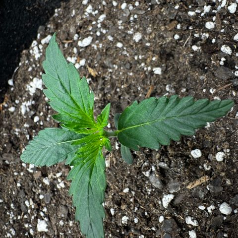 Gorilla Zkittlez (FB)       8-9 Weeks growlog timeline photo