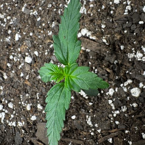 Papaya Cookies (FB):     8-9 Weeks growlog timeline photo