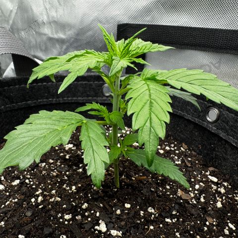 Gorilla Zkittlez (FB)       8-9 Weeks growlog timeline photo