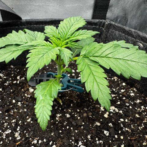 Banana Purple Punch (FB) 8 Weeks growlog timeline photo