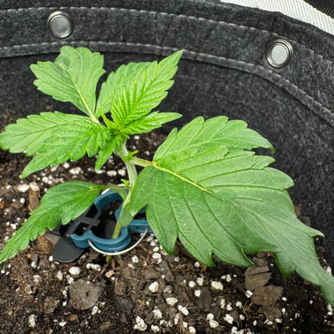 Papaya Cookies (FB):     8-9 Weeks growlog timeline photo
