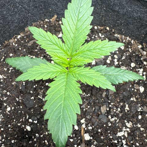 Strawberry Gorilla (FB):    10 Weeks growlog timeline photo