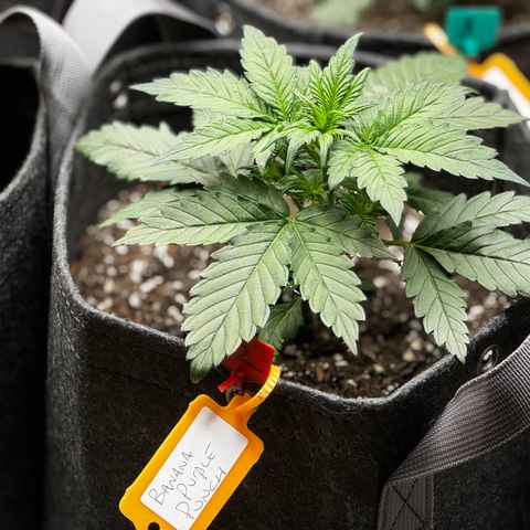 Banana Purple Punch (FB) 8 Weeks growlog timeline photo
