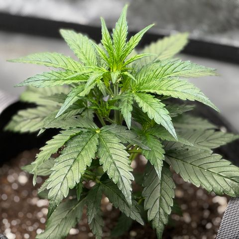 Gorilla Zkittlez (FB)       8-9 Weeks growlog timeline photo