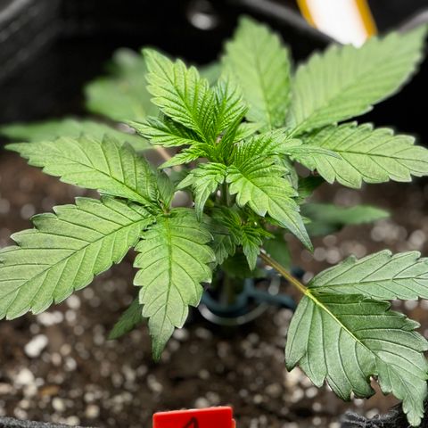 Papaya Cookies (FB):     8-9 Weeks growlog timeline photo
