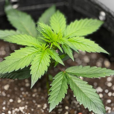 Strawberry Gorilla (FB):    10 Weeks growlog timeline photo
