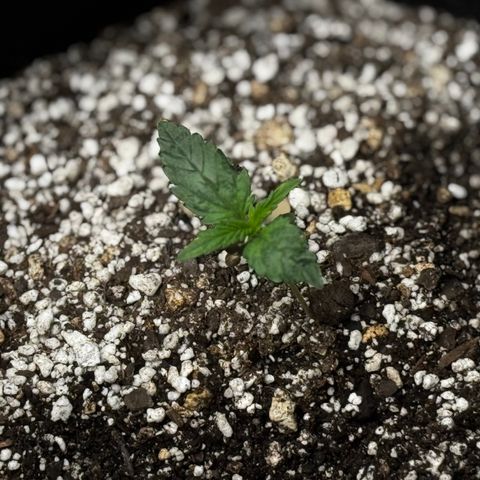 Mixed Bag Auto #1 growlog timeline photo