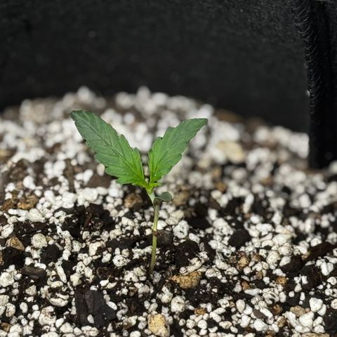 Mixed Bag Auto #2 growlog timeline photo