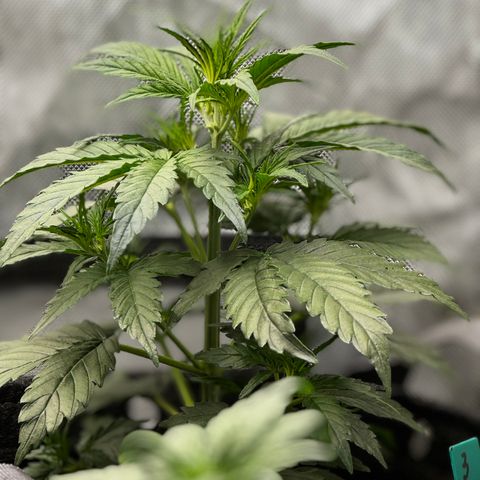 Gorilla Zkittlez (FB)       8-9 Weeks growlog timeline photo