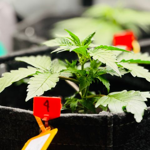 Strawberry Gorilla (FB):    10 Weeks growlog timeline photo