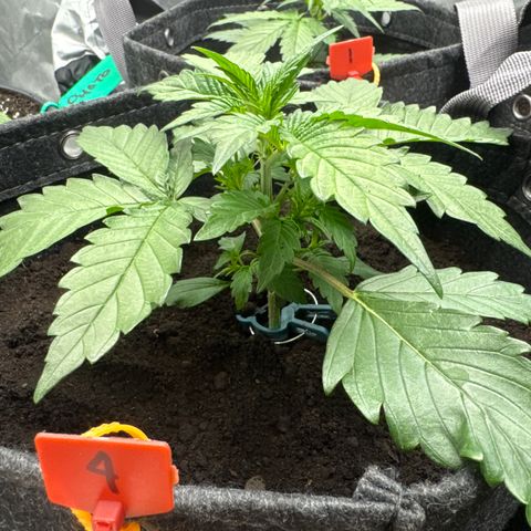 Papaya Cookies (FB):     8-9 Weeks growlog timeline photo