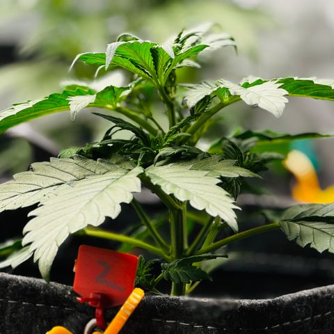 Banana Purple Punch (FB) 8 Weeks growlog timeline photo