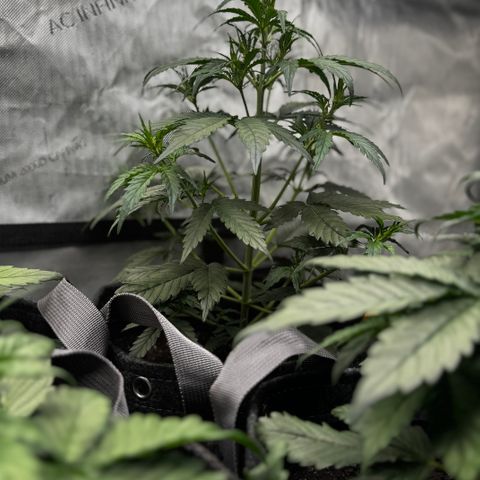 Gorilla Zkittlez (FB)       8-9 Weeks growlog timeline photo