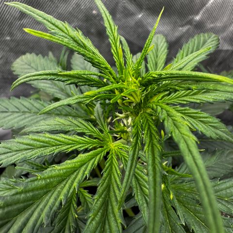 Banana Purple Punch (FB) 8 Weeks growlog timeline photo