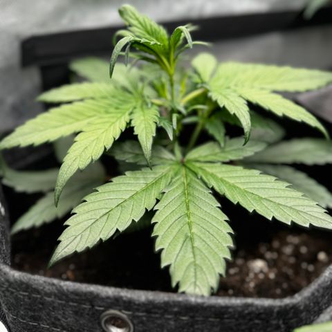 Strawberry Gorilla (FB):    10 Weeks growlog timeline photo