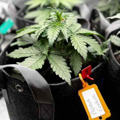 Papaya Cookies (FB):     8-9 Weeks growlog timeline photo