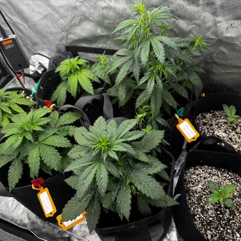 Strawberry Gorilla (FB):    10 Weeks growlog timeline photo