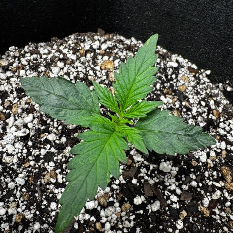 Mixed Bag Auto #2 growlog timeline photo