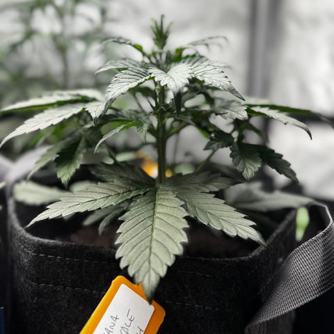 Banana Purple Punch (FB) 8 Weeks growlog timeline photo