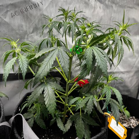 Gorilla Zkittlez (FB)       8-9 Weeks growlog timeline photo