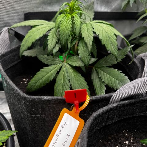Strawberry Gorilla (FB):    10 Weeks growlog timeline photo