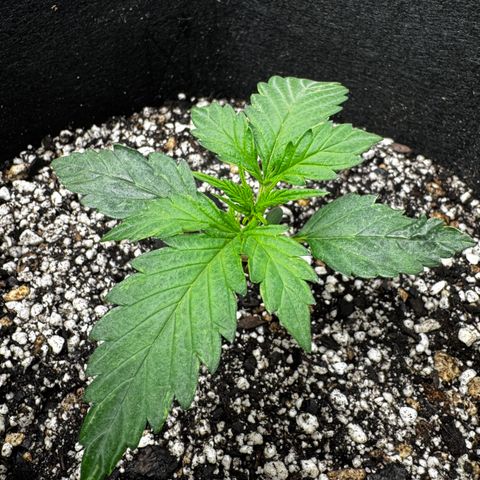 Mixed Bag Auto #1 growlog timeline photo