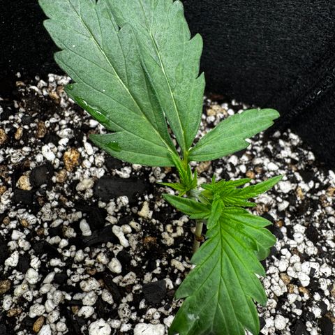 Mixed Bag Auto #2 growlog timeline photo