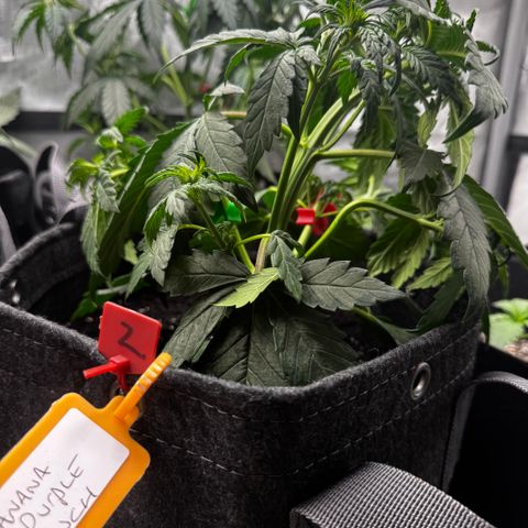 Banana Purple Punch (FB) 8 Weeks growlog timeline photo