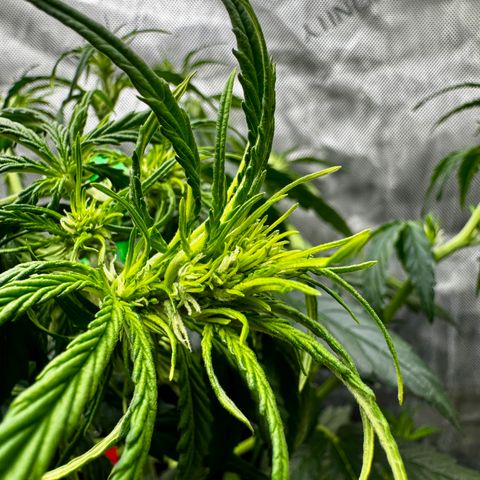 Gorilla Zkittlez (FB)       8-9 Weeks growlog timeline photo