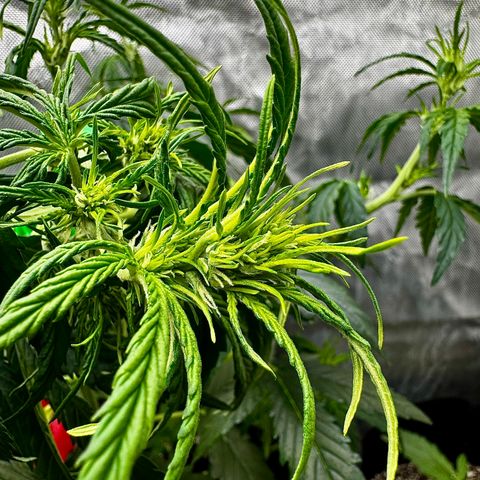 Gorilla Zkittlez (FB)       8-9 Weeks growlog timeline photo