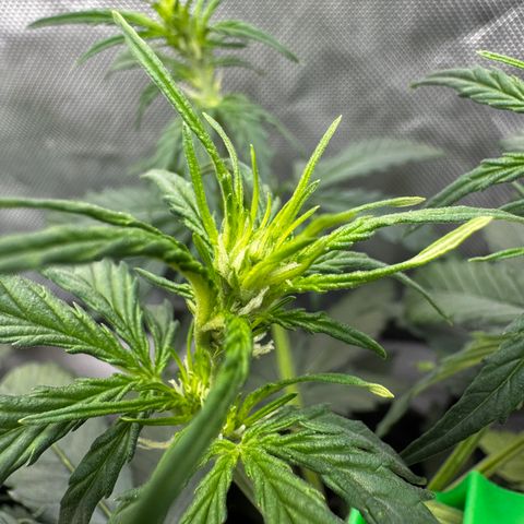 Gorilla Zkittlez (FB)       8-9 Weeks growlog timeline photo