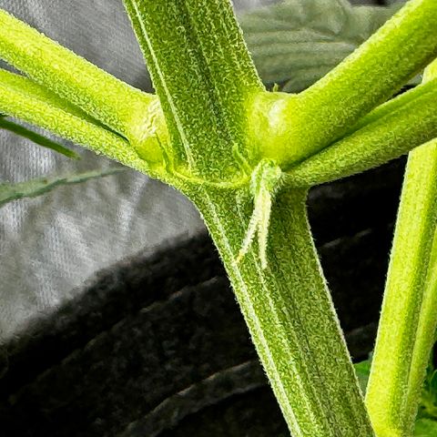 Gorilla Zkittlez (FB)       8-9 Weeks growlog timeline photo