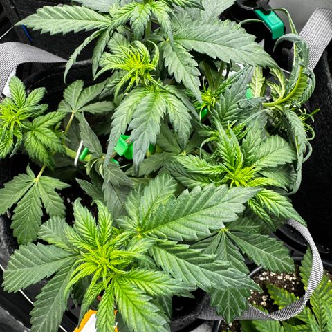 Banana Purple Punch (FB) 8 Weeks growlog timeline photo