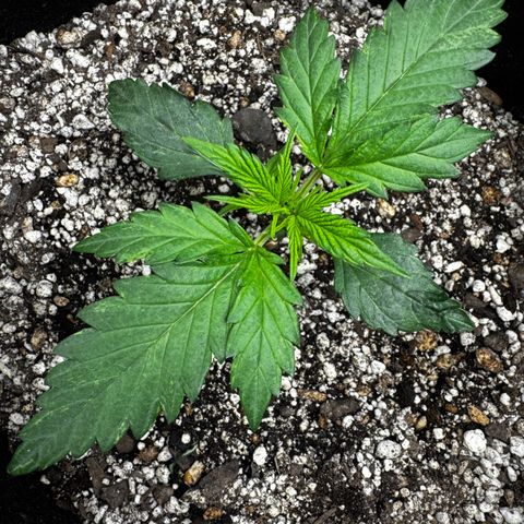 Mixed Bag Auto #1 growlog timeline photo