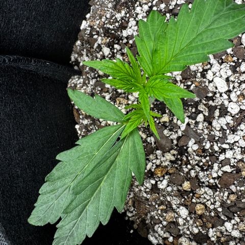 Mixed Bag Auto #2 growlog timeline photo
