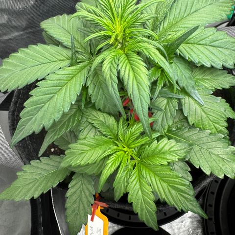 Papaya Cookies (FB):     8-9 Weeks growlog timeline photo