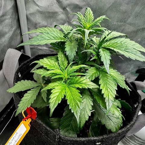 Papaya Cookies (FB):     8-9 Weeks growlog timeline photo