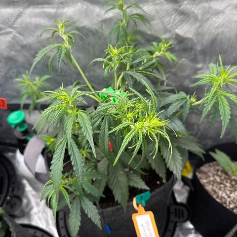 Gorilla Zkittlez (FB)       8-9 Weeks growlog timeline photo