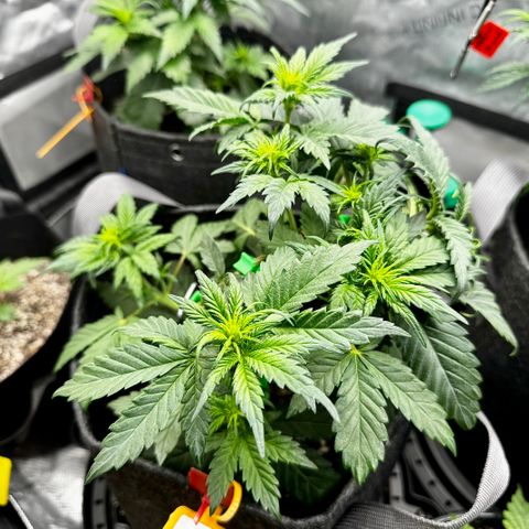 Banana Purple Punch (FB) 8 Weeks growlog timeline photo