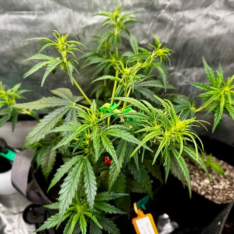 Gorilla Zkittlez (FB)       8-9 Weeks growlog timeline photo
