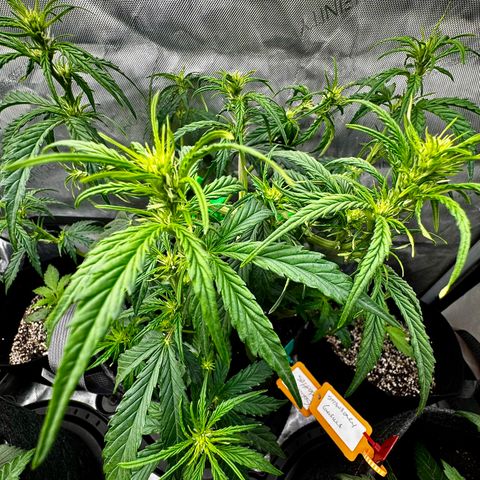 Gorilla Zkittlez (FB)       8-9 Weeks growlog timeline photo