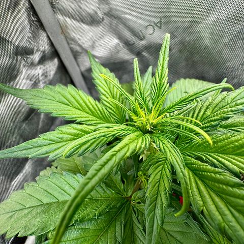 Papaya Cookies (FB):     8-9 Weeks growlog timeline photo