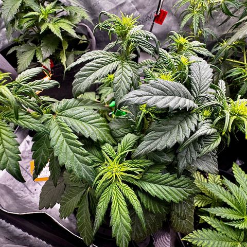 Banana Purple Punch (FB) 8 Weeks growlog timeline photo