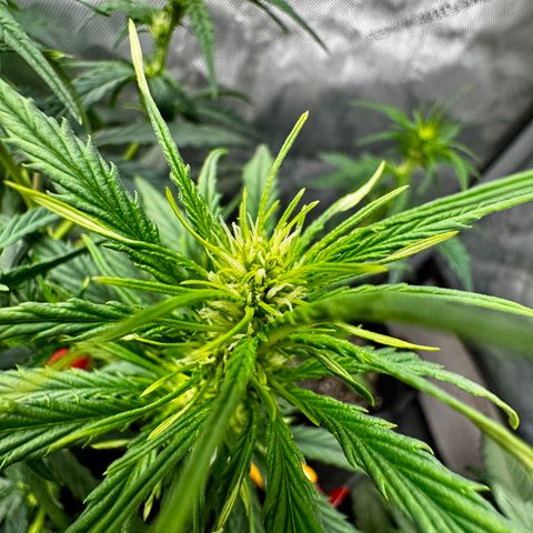 Gorilla Zkittlez (FB)       8-9 Weeks growlog timeline photo