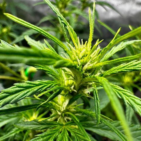 Gorilla Zkittlez (FB)       8-9 Weeks growlog timeline photo