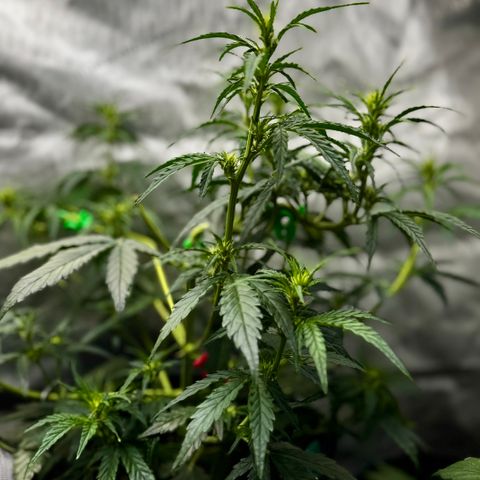 Gorilla Zkittlez (FB)       8-9 Weeks growlog timeline photo