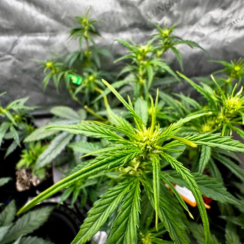 Gorilla Zkittlez (FB)       8-9 Weeks growlog timeline photo