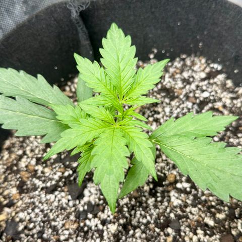 Mixed Bag Auto #2 growlog timeline photo