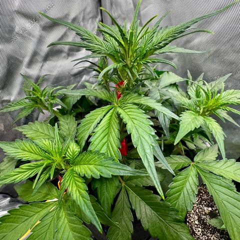 Papaya Cookies (FB):     8-9 Weeks growlog timeline photo