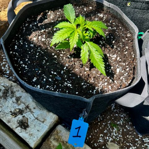 Mixed Bag Auto #1 growlog timeline photo